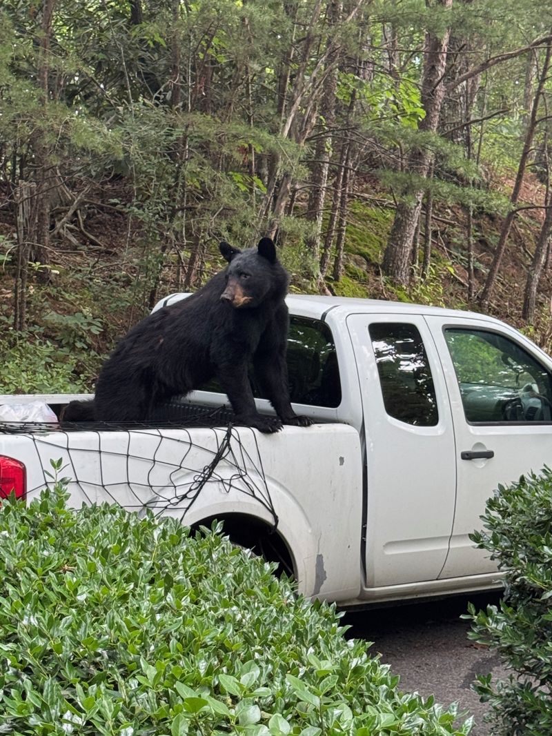 A black bear climbing onto a pickup truck near the cabin